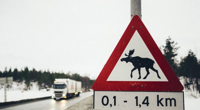 Traffic warning sign with moose near a road in arctic